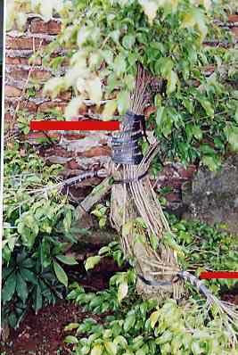 Apex and branch fuse grafted