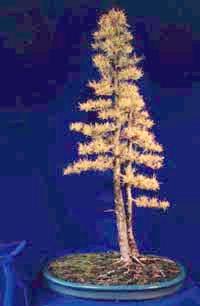 Eastern larch